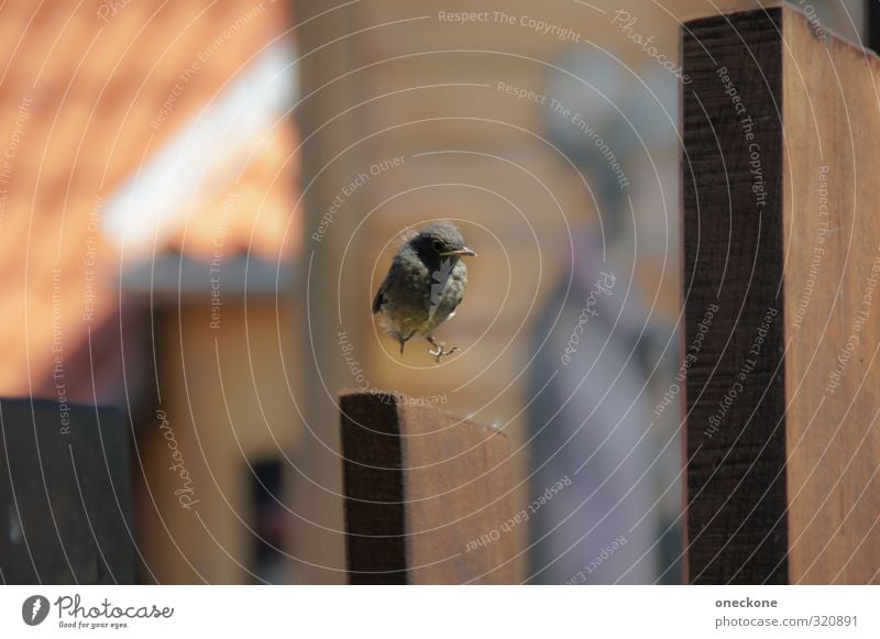 Sichere Landung? Tier Wildtier Vogel Spatz 1 Tierjunges fliegen Freiheit Vertrauen Landen Farbfoto Außenaufnahme Tag Schwache Tiefenschärfe Tierporträt