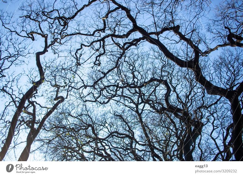 Draufsicht auf den Himmel zwischen den Zweigen des Baumes schön Sommer Sonne Garten Umwelt Natur Landschaft Pflanze Herbst Klima Blatt Park Wald Wachstum frisch