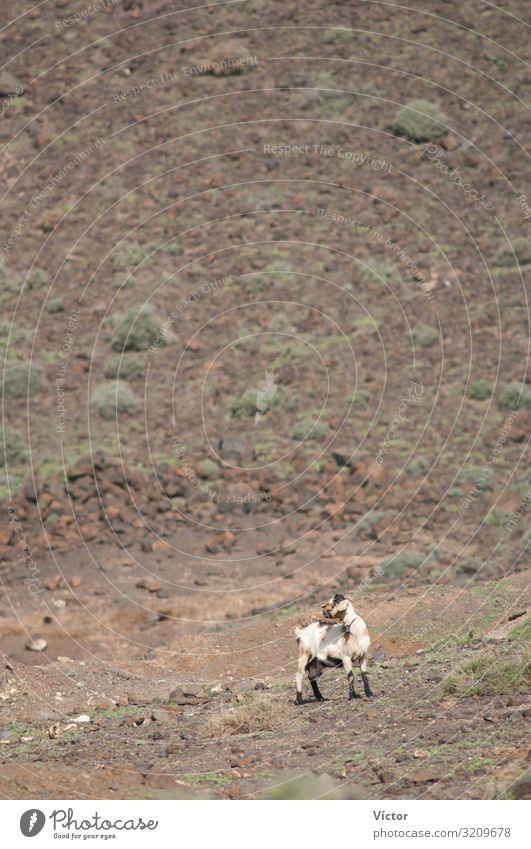 Ziege (Capra aegagrus hircus). Jandia. Fuerteventura. Kanarische Inseln. Spanien. Tier wüst Nutztier 1 Einsamkeit Tiere trocken Biodiversität Kanaren