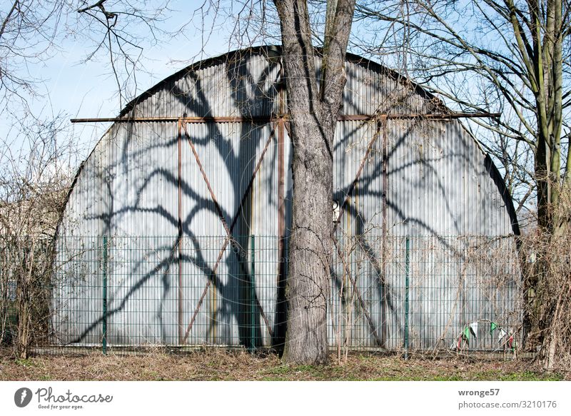 Baum wirft seinen Schatten auf eine Wellblechhalle am Straßenrand Baumstamm kahl blattlos Schattenwurf Menschenleer Außenaufnahme Farbfoto Tag Winter Kontrast