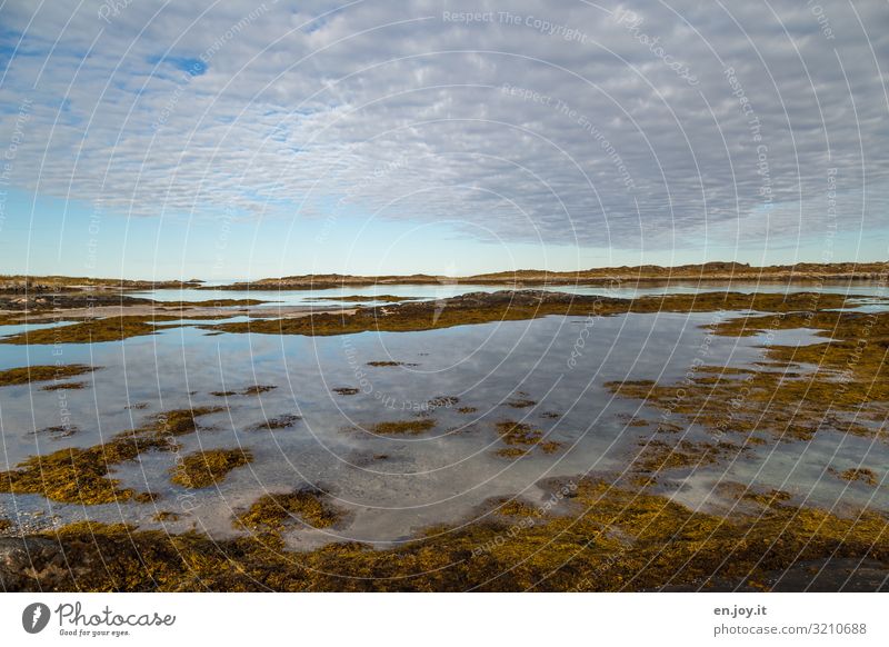 Weite Ferien & Urlaub & Reisen Ausflug Ferne Meer Umwelt Natur Landschaft Himmel Wolken Horizont Sonnenlicht Herbst Schönes Wetter Algen Küste Lofoten