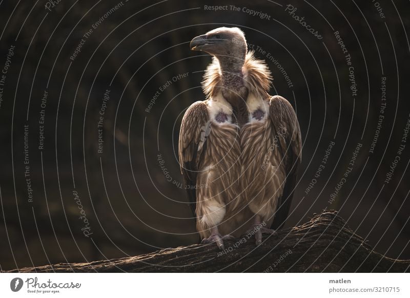 Rücken wärmen Herbst Tier Vogel 1 sitzen braun Geier Ast Wegsehen heizen Farbfoto Gedeckte Farben Außenaufnahme Nahaufnahme Textfreiraum links