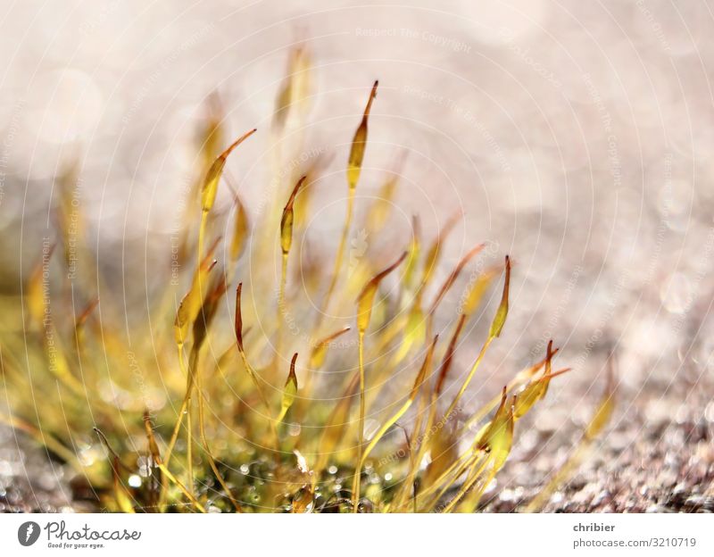 Moos in Nahaufnahme Makroaufnahme Pflanze klein Natur grün Farbfoto Schwache Tiefenschärfe Herbst braun Detailaufnahme Umwelt Textfreiraum oben