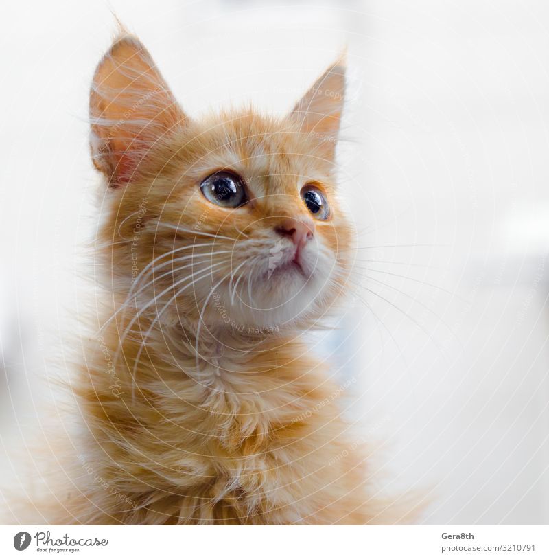 Porträt eines roten Kätzchens auf hellem Hintergrund nach oben schauend Tier Pelzmantel Haustier Katze blau weiß Attantion blauäugig Auge fluffig Katzenbaby