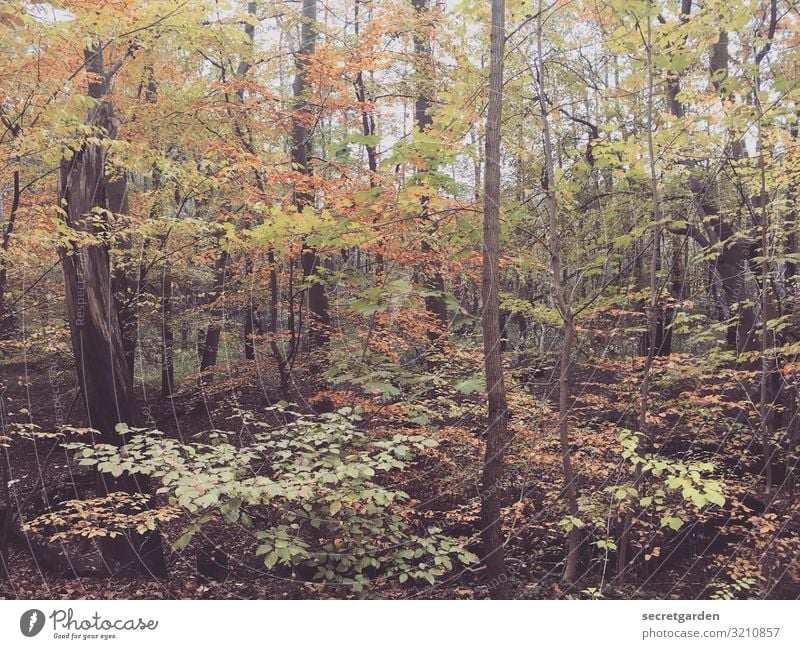 blickdicht. braun rot orange Schatten Schwache Tiefenschärfe Herbstlaub Unschärfe Farbfoto herbstlich Blätter Blätterdach Urwald Wald Waldspaziergang