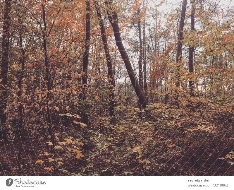 dahinblättern. naturbelassen Öko ökologie Okösystem verlaufen Laubwald ruhig Sträucher Frühling Kontraste wandern Zentralperspektive natürlich