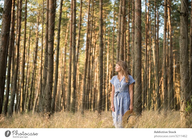 Lächelnde junge Frau entspannt zwischen Kiefern Strahl Wälder sorgenfrei Sonnenlicht Wald Glück Natur lässig sinnlich golden Abenteuer Strohhut blond Kleid