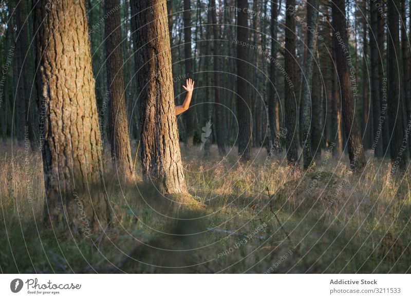 Erwachsener Mann winkt mit der Hand hinter dem Baum winkende Hand Kiefer Tierhaut stehen hinten Wald Handfläche salutieren Mitteilung Sommer Natur Landschaft