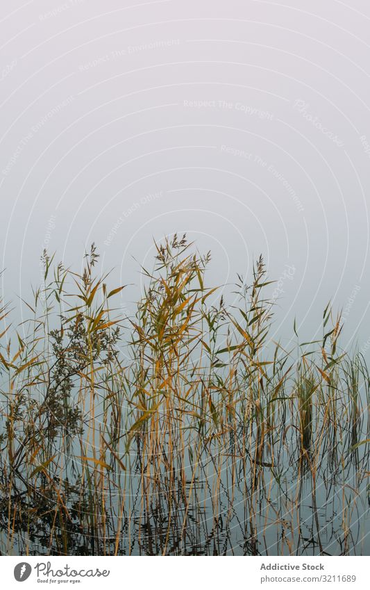 Getrocknete Pflanzen im Sumpf Sumpfgebiet Wasser Nebel Wachstum trocknen Finnland Landschaft Natur See Teich Flora Vegetation Dunst vage Umwelt Ökologie niemand