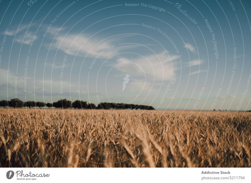 Trockene Pflanzen auf dem Feld Natur trocknen Landschaft reisen wüst Gras Sand Boden Umwelt gelb Stein Wildnis schön malerisch natürlich Sonnenlicht Tourismus