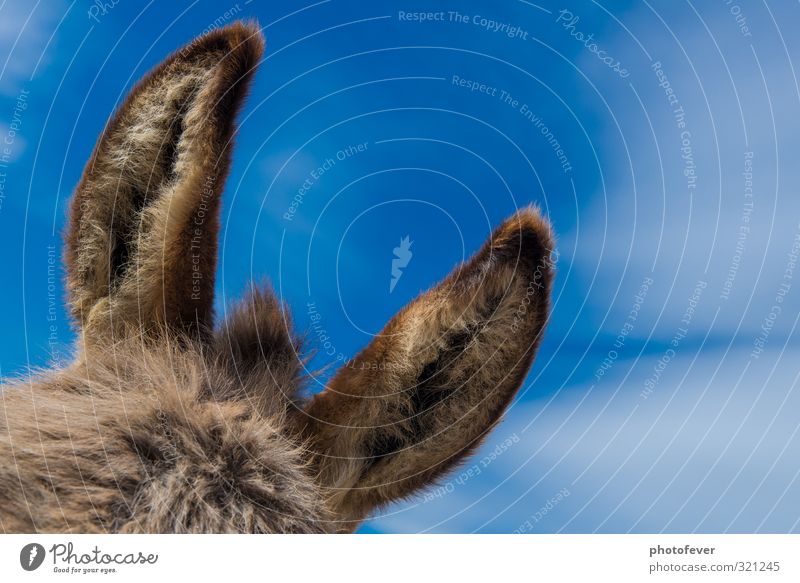 Esel Ohren mit blauem Himmel Tierpfleger Natur Schönes Wetter höhren Fell Haare & Frisuren 1 authentisch exotisch Gesundheit groß kuschlig niedlich stark grau