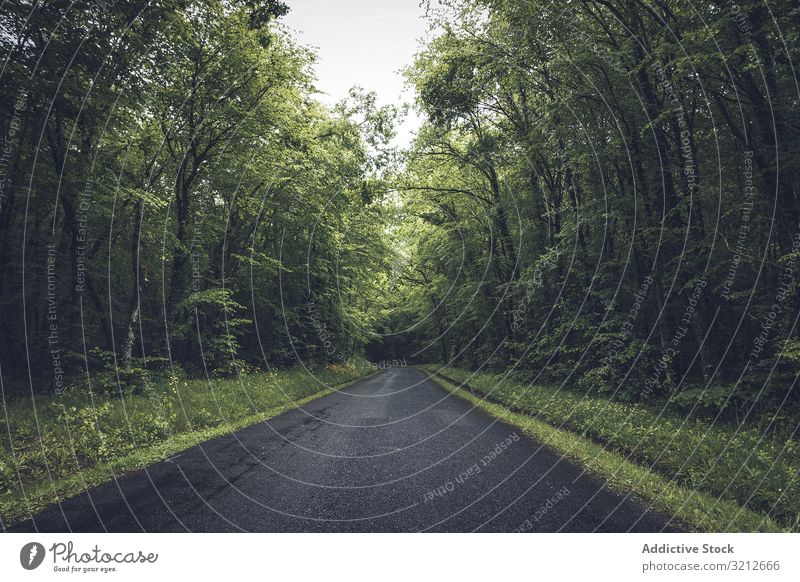 Leere Straße in dichtem grünen Wald leer Park Natur Landschaft Asphalt niemand ländlich reisen Baum Ausflug Weg Szene Fernstraße natürlich Tag Holz schön Reise