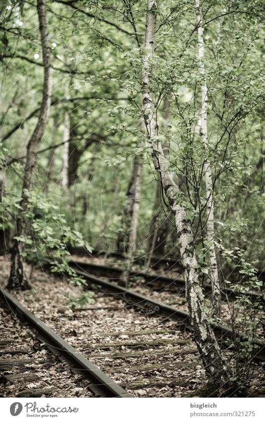 Rückeroberung II Umwelt Natur Baum Birke Birkenwald Wald Berlin Deutschland Europa Gleise Holz Metall alt braun grün Verfall Naturpark Südgelände Farbfoto