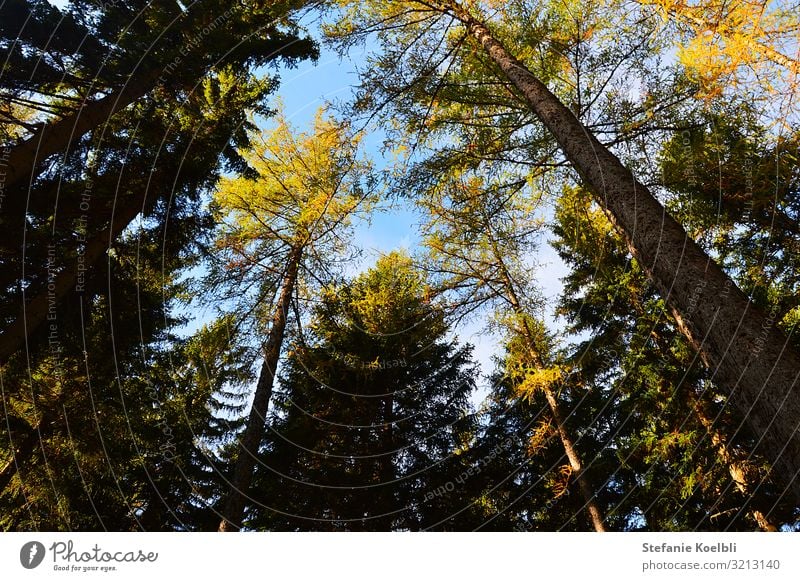 im Wald Ausflug Freiheit Berge u. Gebirge wandern Natur Pflanze Himmel Sonne Sonnenlicht Frühling Sommer Herbst Schönes Wetter Baum Grünpflanze atmen beobachten