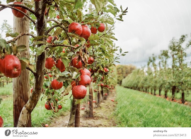 Apfelplantage Natur Pflanze Wolken Gewitterwolken Sommer Herbst Baum Garten Gesundheit saftig grün rot Erfolg Idylle Lebensfreude Optimismus Umwelt Apfelbaum