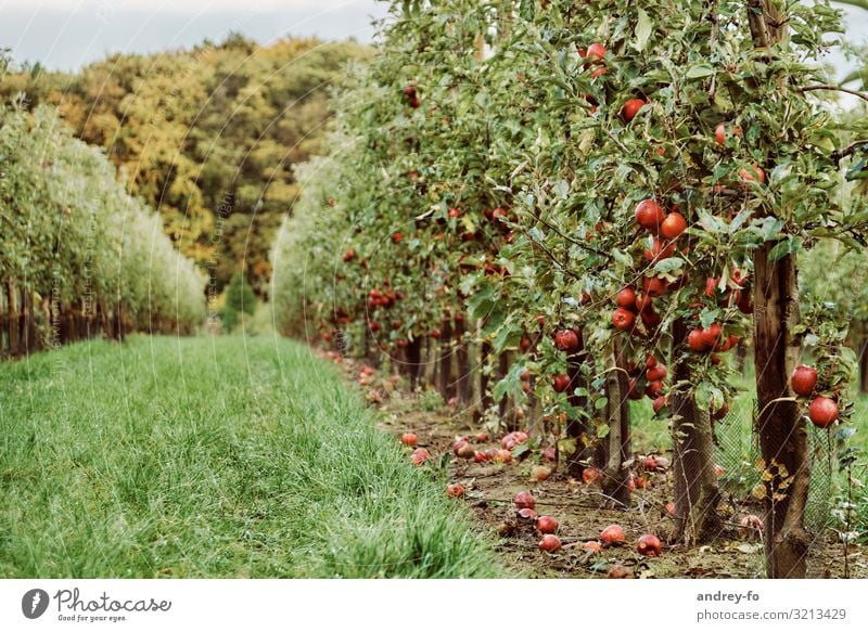 Apfelplantage Pflanze Sommer Herbst Baum Garten Wald Duft Gesundheit saftig grün rot Erfolg Idylle Umwelt Apfelbaum Apfelernte reif Ernte lecker Plantage Frucht