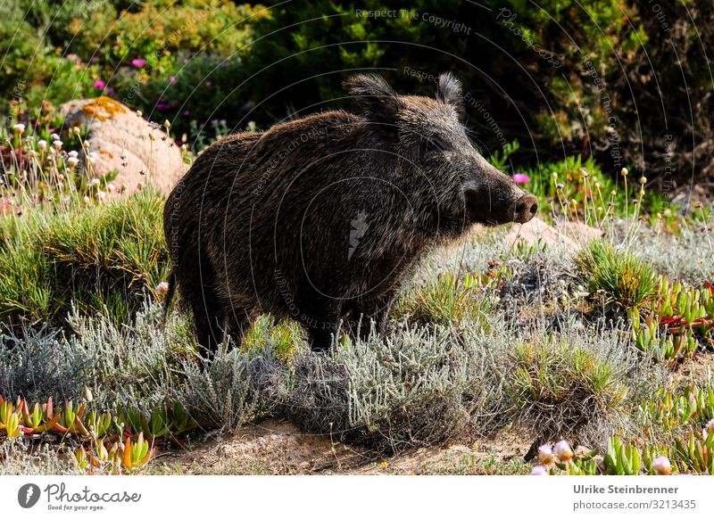 Sardisches Wildschwein schaut wachsam Schwein Sus scrofa meridionalis Paarhufer Allesfresser Mutterschwein Schwarzwild Schwarzkittel Sau Bache Fell Borsten