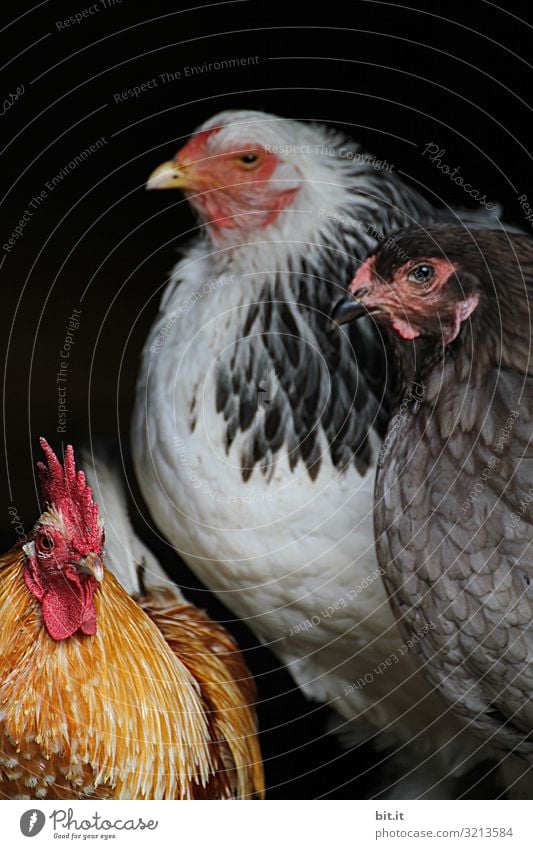 Zwei Hühner und ein Hahn Ferien & Urlaub & Reisen Tourismus Umwelt Natur Tier Haustier Vogel 3 Tiergruppe beobachten hocken Blick sitzen Tierliebe Käfig