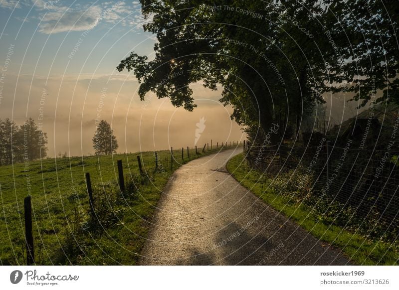 Morgenspaziergang im Nebel Natur Landschaft Sonnenaufgang Sonnenuntergang Sommer Baum Feld Alpen Menschenleer Wege & Pfade Erholung gehen genießen laufen Glück