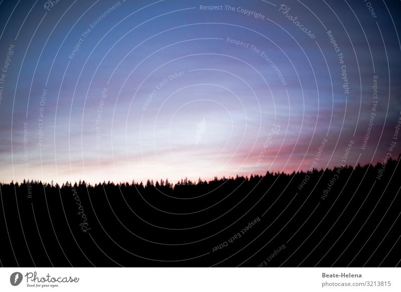 Himmlische Farben Himmel farbenfroh damatisch Tannenspitzen Wald Abendrot Abenddämmerung Licht Sonnenuntergang Menschenleer Landschaft Dämmerung Sonnenlicht