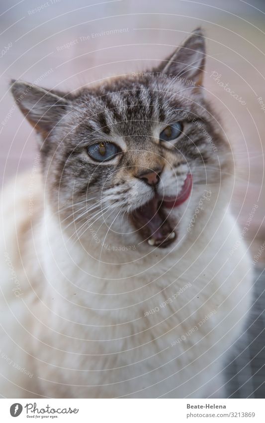 Katzen wissen was gut schmeckt: Zunge zeigen Katzezunge Schleckermaul blaue augen Feinschmecker Vielfraß Dankbarkeit Genießerin hübsch verspielt Delikatesse