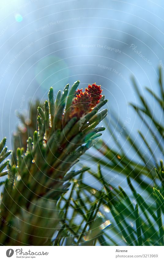 draußen auf den Tannenspitzen Himmel Schönes Wetter Baum Nadelbaum Tannenzapfen Tannenzweig glänzend Wachstum hoch klein natürlich neu blau grün orange