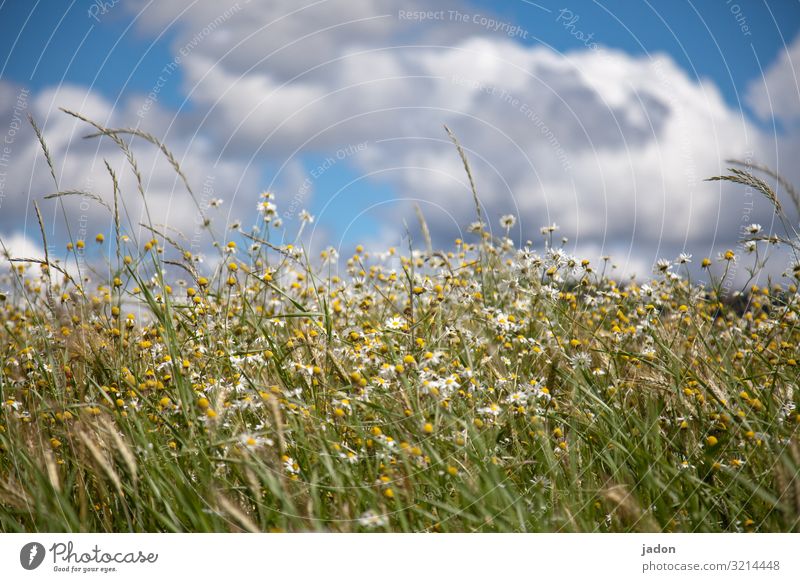 einfach sommer. Wiese grün Gras Sommer Blume Blüte Gänseblümchen Natur Pflanze Außenaufnahme weiß Farbfoto Blühend Blumenwiese Menschenleer Unschärfe Himmel