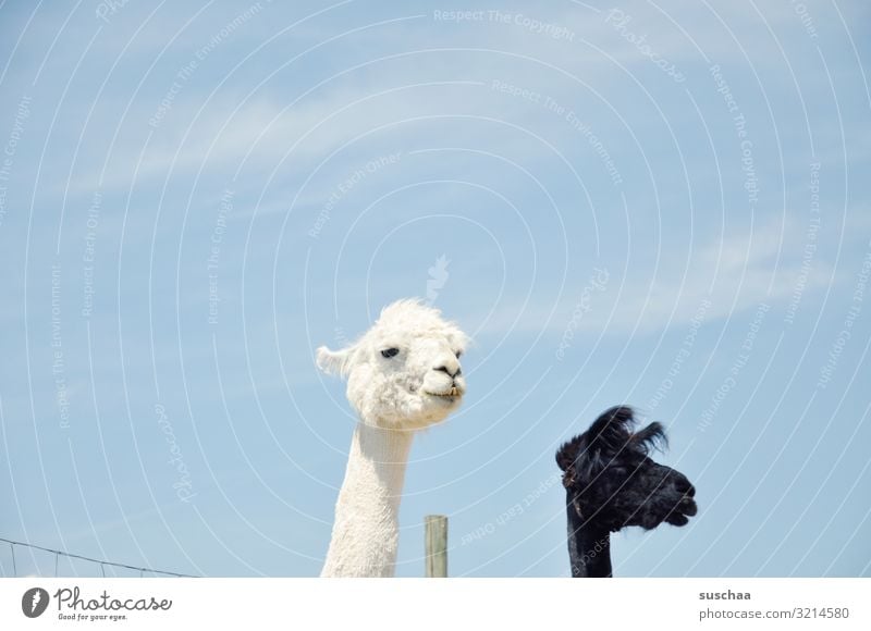 lamaköpfe Lama Tier Haustier Nutztier Kamel spucken Blick Paarhufer Herde tiergestützte Therapie Bauernhof Hof Weide Gehege Zaun Zaunpfahl Fell Natur Neugier