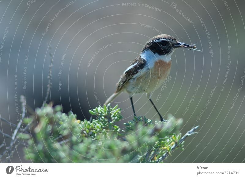 Kanarisches Schwarzkehlchen (Saxicola dacotiae). Männchen mit Futter für seine Küken. Esquinzo-Schlucht. La Oliva. Fuerteventura. Kanarische Inseln. Spanien.