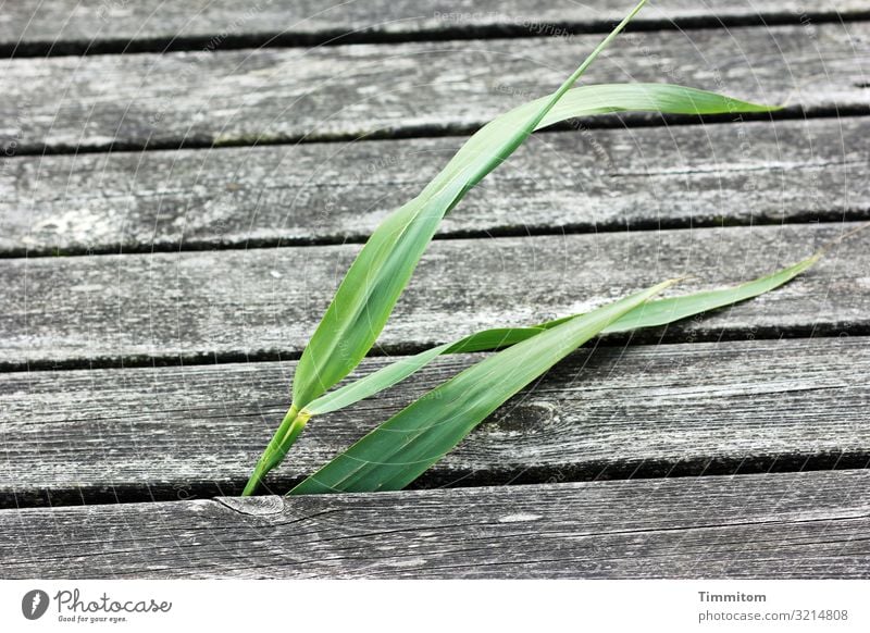 Halmende Ferien & Urlaub & Reisen Umwelt Natur Pflanze Dänemark Schifffahrt Holz Linie Wachstum ästhetisch einfach natürlich grau grün Gefühle Kraft Steg