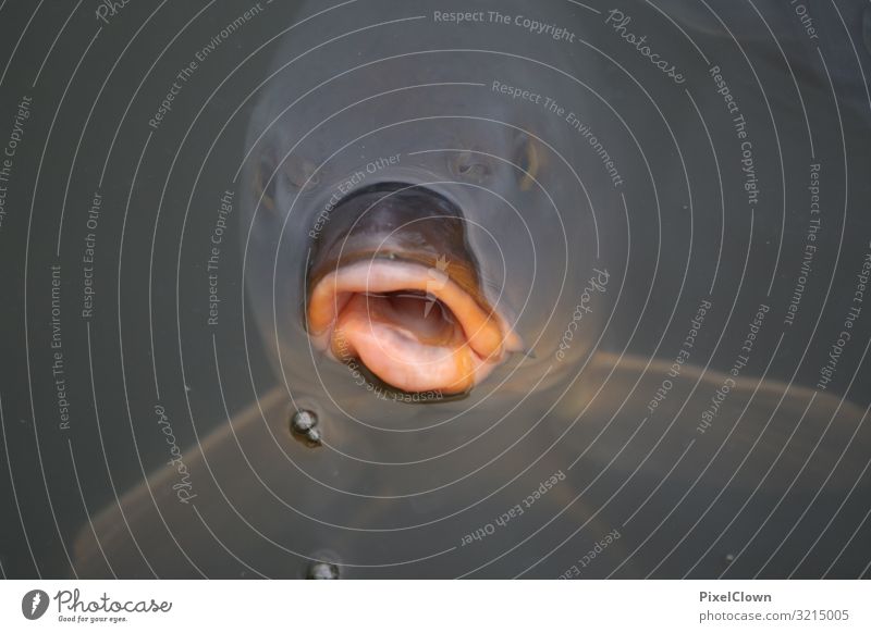 Der Kuss Lifestyle Freude Seeufer Teich Tier Fisch Tiergesicht 1 Schwimmen & Baden verrückt grau skurril Farbfoto Außenaufnahme Nahaufnahme Detailaufnahme Tag