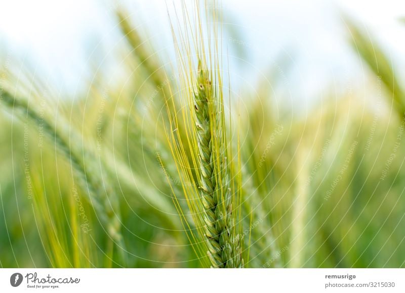 Nahaufnahme von grünem Weizen Diät Natur Landschaft Pflanze frisch 2014 Timisoara Ackerbau Müsli Feldfrüchte Ohr Bauernhof Mehl Lebensmittel Korn Ernte