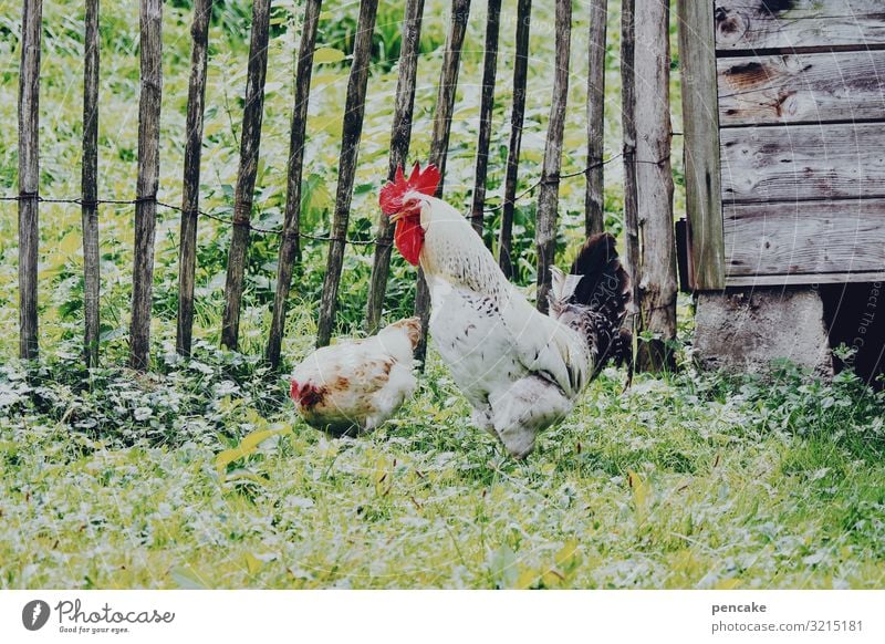 und... hast du es? Natur Sommer Schönes Wetter Gras Garten Tier Nutztier 2 Idylle Holz Stall Hühnervögel Haushuhn Hahn picken Bauernhof Holzzaun Tierpaar Suche