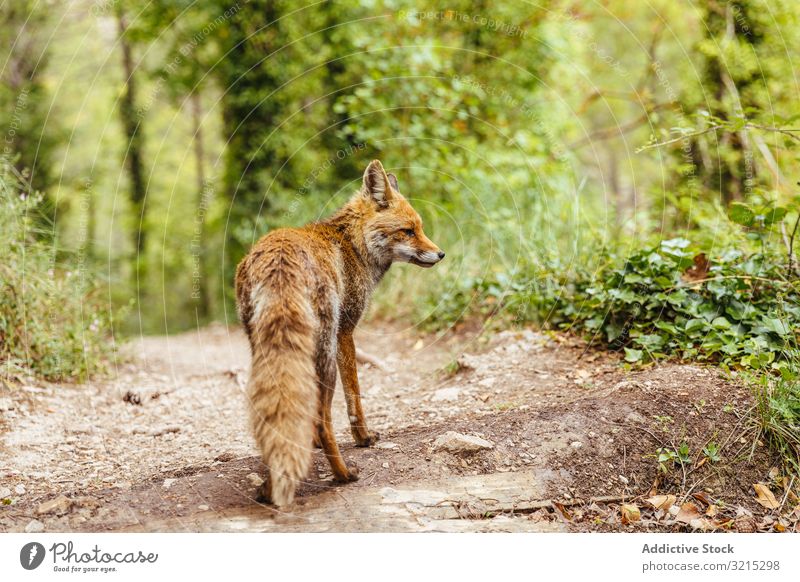 Fuchs läuft frei durch den Wald Natur natürlich grün Frühling Landschaft Baum im Freien Park Umwelt Pflanze Weg Tier Gras wild Tierwelt Bäume Spaziergang laufen