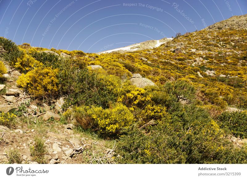 Malerische Landschaft mit grünen Bergen im Sommer Wald Natur malerisch Umwelt Hügel wild felsig wandern Höhe Botanik Flora Blauer Himmel sierra de guadarrama