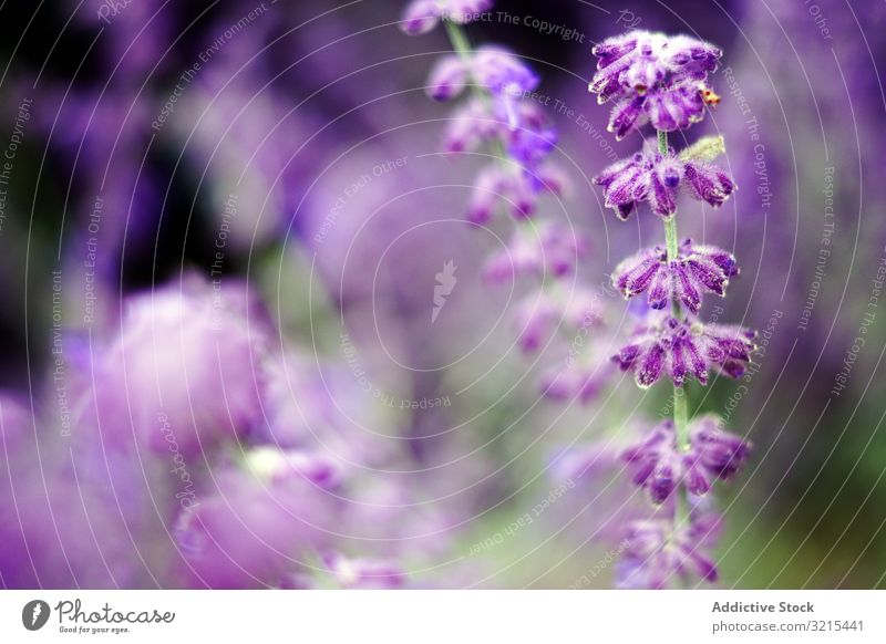 Violette Blumen am Strauch Frühling Blütezeit Park purpur Schönheit grün Natur malerisch Pflanze Garten Buchse Blütenblätter Laubwerk filigran zerbrechlich