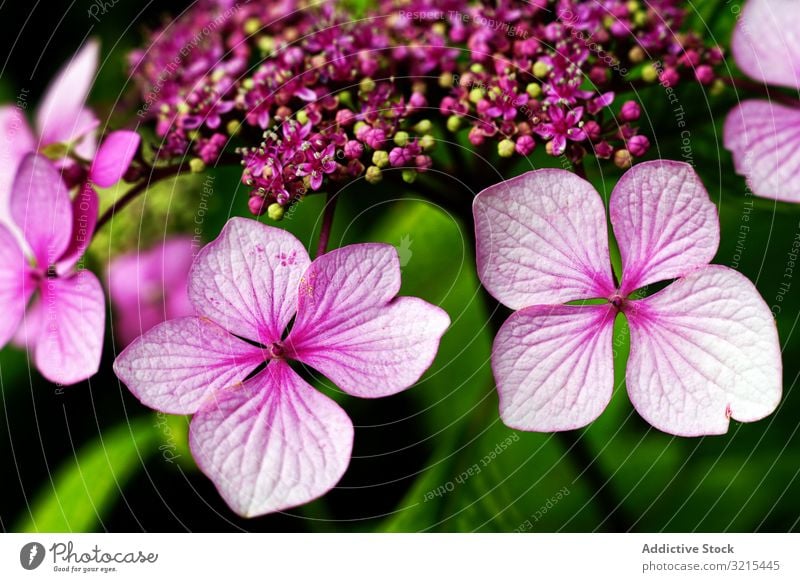 Violette Blumen am Strauch Frühling Blütezeit Park purpur Schönheit grün Natur malerisch Pflanze Garten Buchse Blütenblätter Laubwerk filigran zerbrechlich