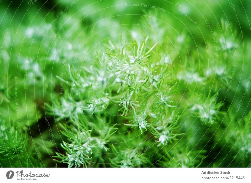 Grüne Fichtenpflanze wächst im Park Konifere Zweige wachsend Frühling grün Umwelt idyllisch natürlich Garten filigran Pflanze Vegetation Blätter frisch Baum