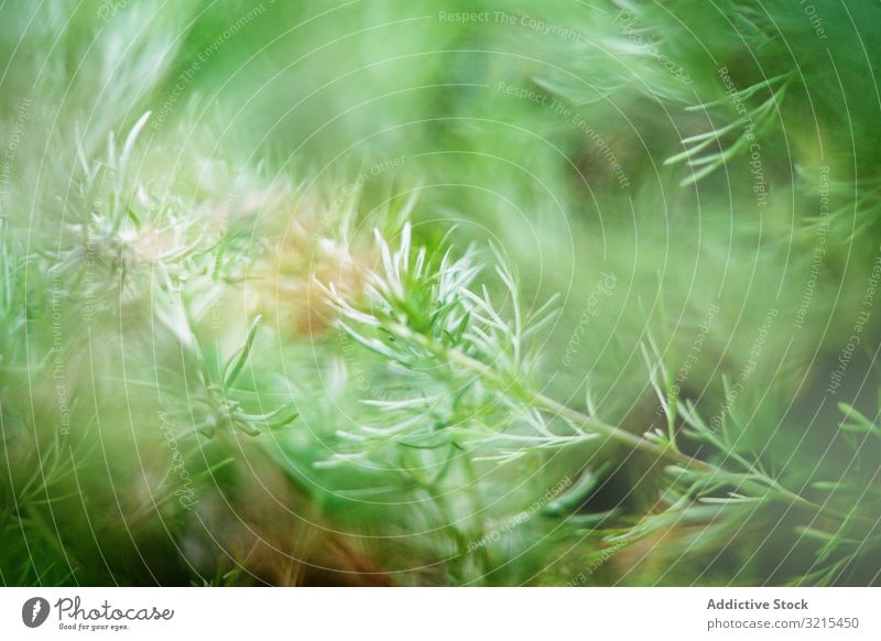 Grüne Fichtenpflanze wächst im Park Konifere Zweige wachsend Frühling grün Umwelt idyllisch natürlich Garten filigran Pflanze Vegetation Blätter frisch Baum