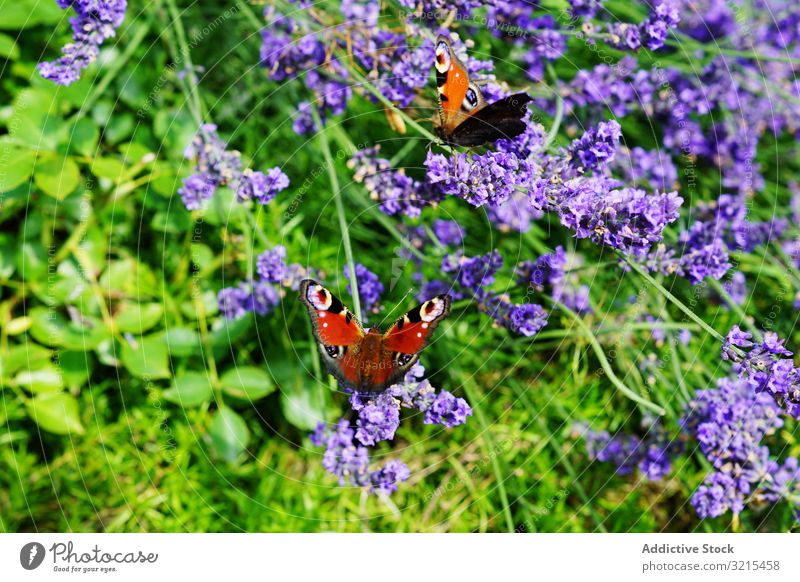 Verschiedene im Garten wachsende Blumen Schmetterling Frühling Gras Blütezeit Park verschiedene Flora Sommer Pflanze idyllisch Saison Blütenblatt filigran Aroma