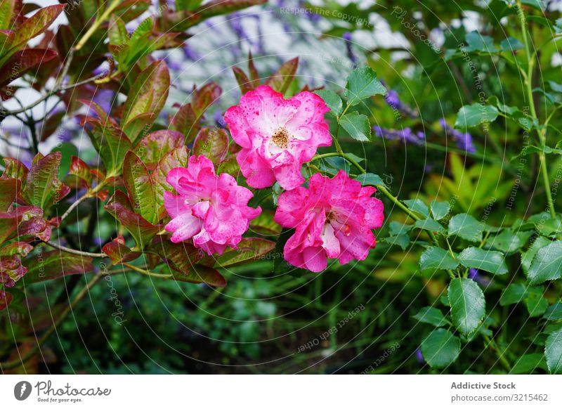 Verschiedene im Garten wachsende Blumen Frühling Gras Blütezeit Park verschiedene Flora Sommer Pflanze idyllisch Saison Blütenblatt filigran Aroma Wittern Duft