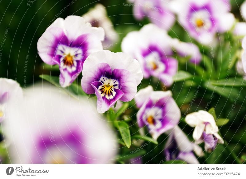 Violette Blumen am Strauch Frühling Blütezeit Park purpur weiß Schönheit grün Natur malerisch Pflanze Garten Buchse Blütenblätter Laubwerk filigran zerbrechlich