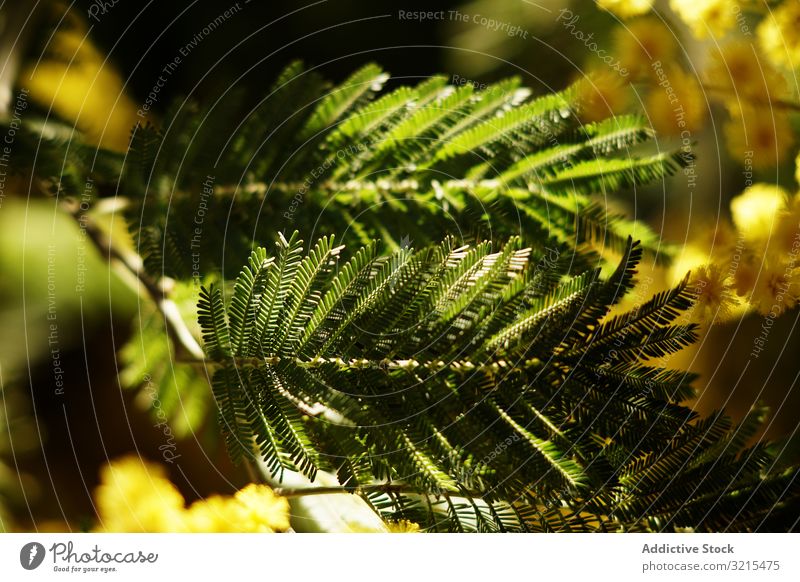 Zweige eines Nadelbaums im Park Konifere Baum wachsend Frühling Immergrün Blüte natürlich Garten Schatten filigran Pflanze sonnig tagsüber Vegetation Buchse