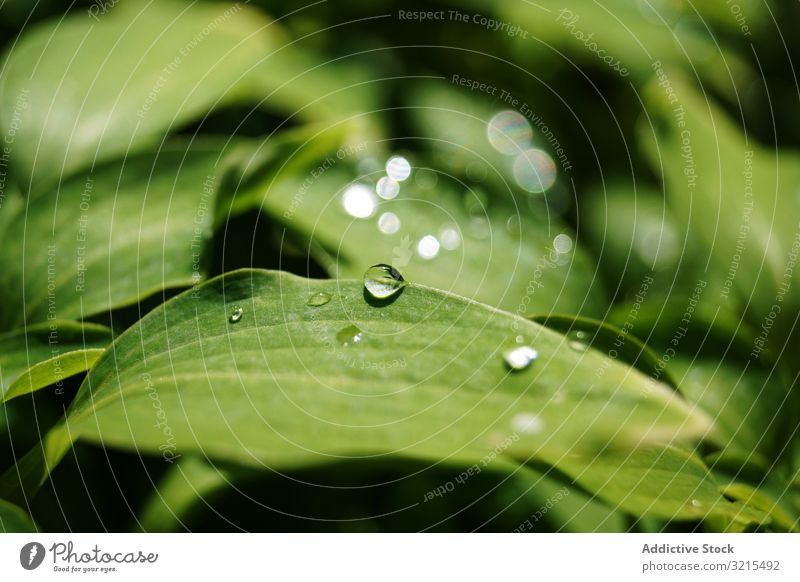 Wassertropfen auf grünen Blättern Tropfen Pflanze Park Tau Flora Frühling durchsichtig sonnig Natur glänzend Garten Umwelt Harmonie filigran nass Sommer