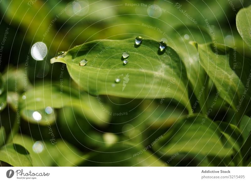 Wassertropfen auf grünen Blättern Tropfen Pflanze Park Tau Flora Frühling durchsichtig sonnig Natur glänzend Garten Umwelt Harmonie filigran nass Sommer