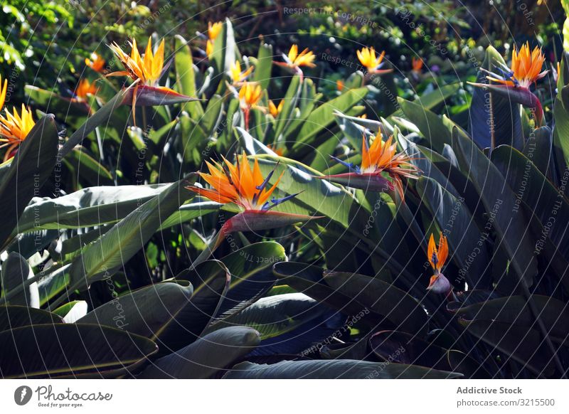 Blumenbeet mit Paradiesvogelblumen tropisch Park Blätter Blütezeit Strelizie rot grün Frühling sonnig tagsüber Saison Natur Garten exotisch Pflanze Flora