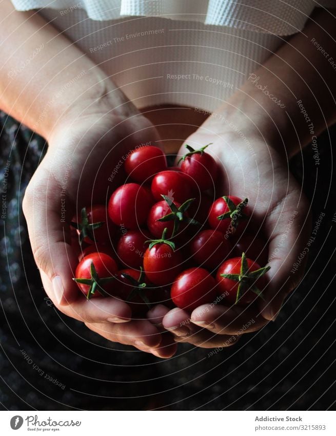 Glänzende Kirschtomaten mit grünen Stielen in den Händen Tomaten reif Vegetarier Lebensmittel glänzend organisch Gemüse Weide roh frisch natürlich Frische ganz