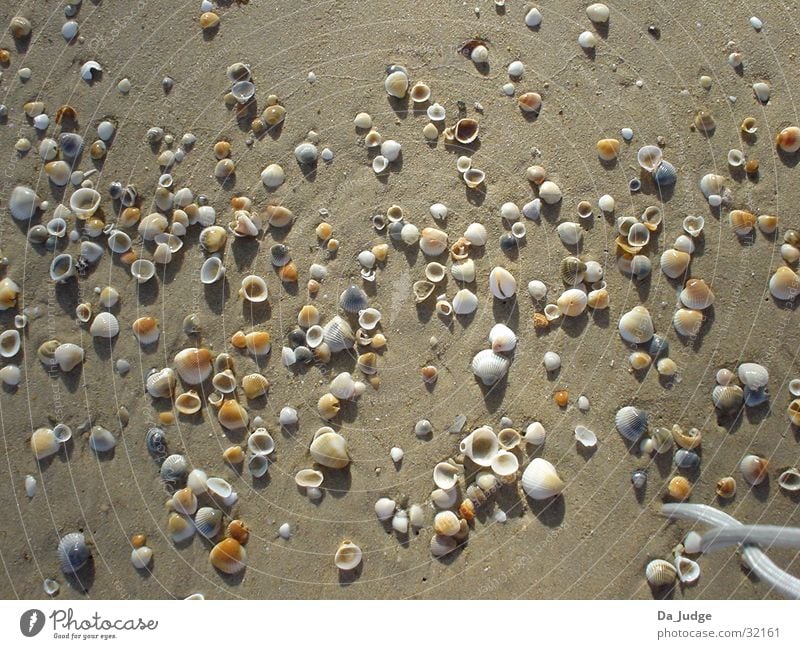 Muschelstrand Strand Meer Erfolg Wasser Sand Sonne