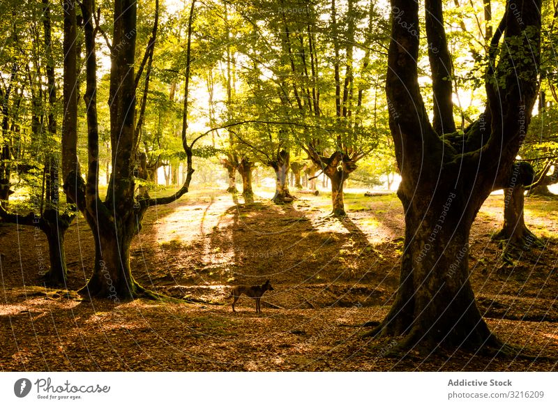 Hund steht auf Feenwald Wald Baum bewundernd malerisch schön majestätisch Licht Landschaft Tourist Natur magisch Holz ungewöhnlich Freizeit Aktivität Park