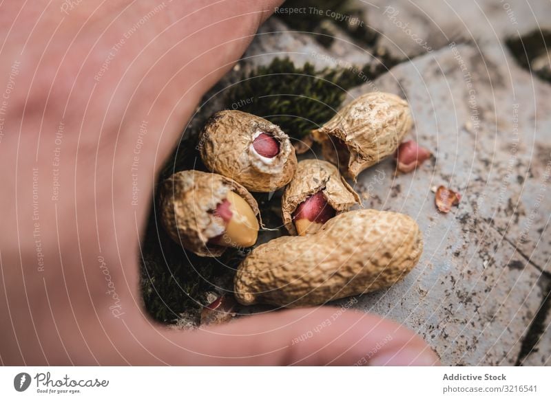 Erntehand mit Erdnüssen Hand Erdnuss roh ungeschält Landschaft Mann zeigend Wald Lebensmittel natürlich organisch männlich Ernährung Vegetarier Veganer Reise